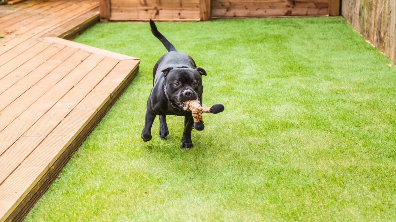 Happy dog playing on pet-safe artificial grass in Trenton, NJ